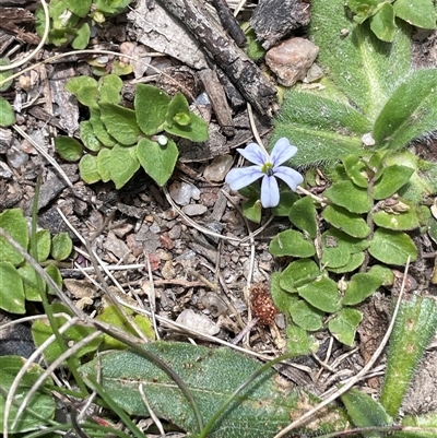 Lobelia pedunculata (Matted Pratia) at Tharwa, ACT - 14 Nov 2025 by JaneR