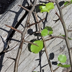 Pyrus calleryana at Symonston, ACT - Today by Mike