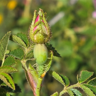 Rosa rubiginosa (Sweet Briar, Eglantine) at Symonston, ACT - Yesterday by Mike