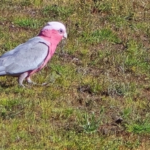 Eolophus roseicapilla (Galah) at Symonston, ACT - 15 Nov 2025 by Mike
