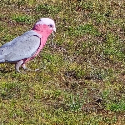 Eolophus roseicapilla (Galah) at Symonston, ACT - Yesterday by Mike