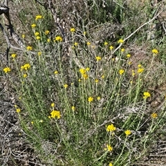 Chrysocephalum semipapposum (Clustered Everlasting) at Symonston, ACT - 15 Nov 2025 by Mike