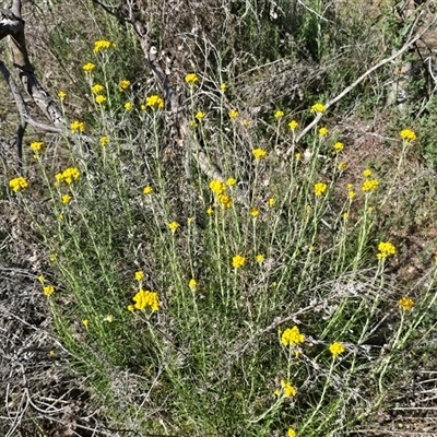 Chrysocephalum semipapposum (Clustered Everlasting) at Symonston, ACT - 15 Nov 2025 by Mike