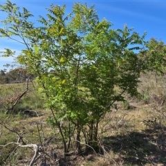 Pistacia chinensis (Chinese Pistachio) at Symonston, ACT - 15 Nov 2025 by Mike