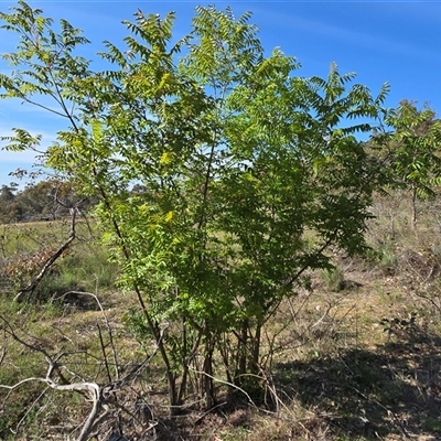 Pistacia chinensis (Chinese Pistachio) at Symonston, ACT - 15 Nov 2025 by Mike