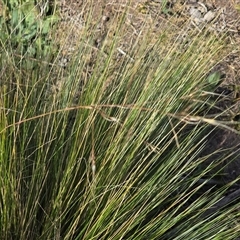 Nassella trichotoma (Serrated Tussock) at Symonston, ACT - Yesterday by Mike