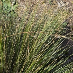 Nassella trichotoma at Symonston, ACT - Today by Mike