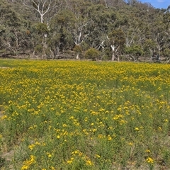 Hypericum perforatum (St John's Wort) at Symonston, ACT - 15 Nov 2025 by Mike