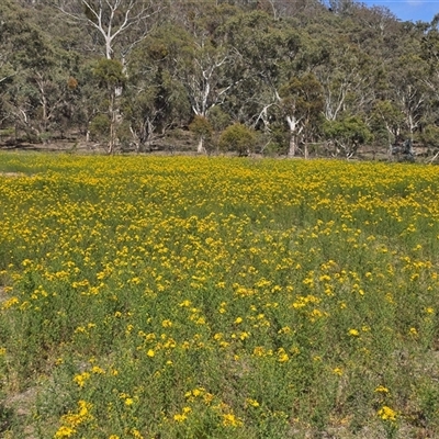 Hypericum perforatum (St John's Wort) at Symonston, ACT - 15 Nov 2025 by Mike