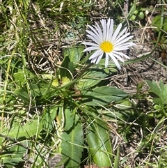 Brachyscome decipiens (Field Daisy) at Krawarree, NSW - 12 Nov 2025 by JaneR