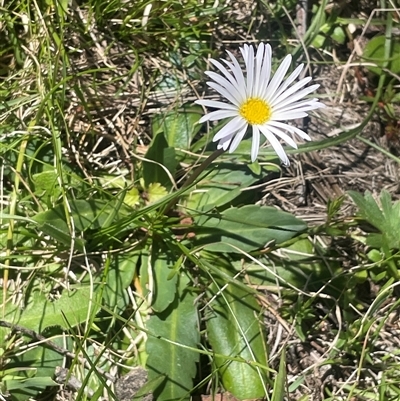 Brachyscome decipiens (Field Daisy) at Krawarree, NSW - 12 Nov 2025 by JaneR