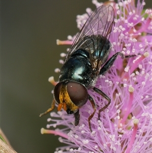 Psilota sp. (genus) at Downer, ACT - 14 Nov 2025 by RobertD