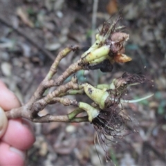 Syzygium sayeri at Syndicate, QLD - 4 Sep 2016 by JasonPStewart