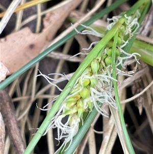 Carex bichenoviana (A Sedge ) at Tharwa, ACT - Yesterday by JaneR