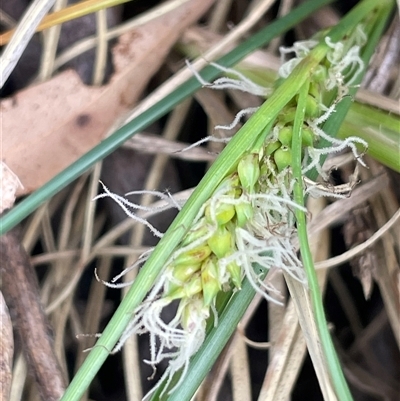 Carex bichenoviana (A Sedge ) at Tharwa, ACT - 14 Nov 2025 by JaneR