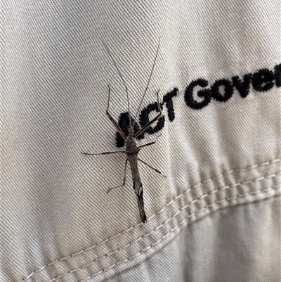 Unverified Insect at Symonston, ACT - 15 Nov 2025 by cosmowhite