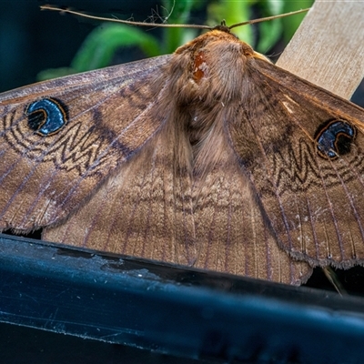 Dasypodia selenophora (Southern Old Lady Moth) at Buxton, NSW - 15 Nov 2025 by poida84