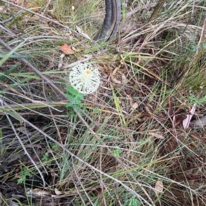 Unverified Plant at Tharwa, ACT - Today by JohnnyBoyACT