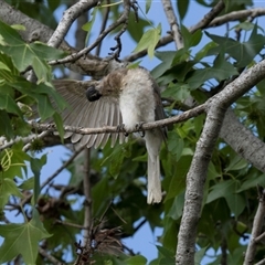 Philemon corniculatus at Higgins, ACT - 14 Nov 2025 by AlisonMilton