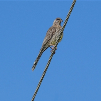 Anthochaera carunculata at Higgins, ACT - 14 Nov 2025 by AlisonMilton
