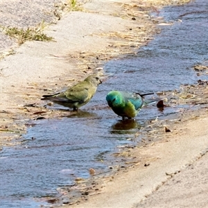 Psephotus haematonotus (Red-rumped Parrot) at Higgins, ACT - 14 Nov 2025 by AlisonMilton