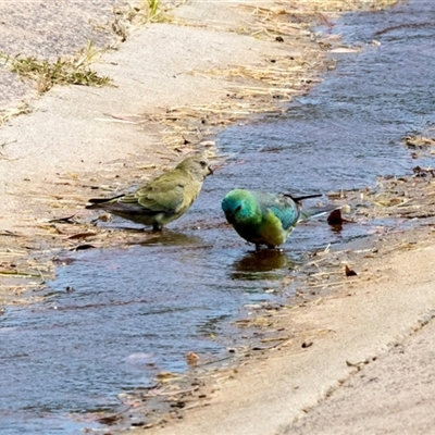 Psephotus haematonotus (Red-rumped Parrot) at Higgins, ACT - 14 Nov 2025 by AlisonMilton