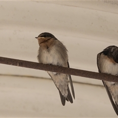 Hirundo neoxena by AlisonMilton