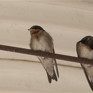 Hirundo neoxena by AlisonMilton