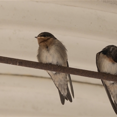 Hirundo neoxena at  - suppressed by AlisonMilton