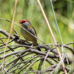 Neochmia temporalis (Red-browed Finch) at Latham, ACT - 14 Nov 2025 by AlisonMilton