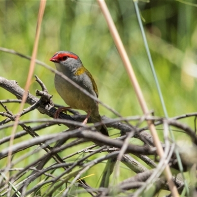 Neochmia temporalis (Red-browed Finch) at Latham, ACT - 14 Nov 2025 by AlisonMilton