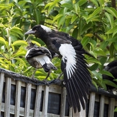 Gymnorhina tibicen (Australian Magpie) at Higgins, ACT - 14 Nov 2025 by AlisonMilton