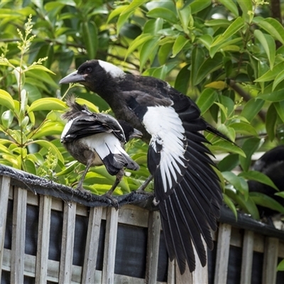 Gymnorhina tibicen (Australian Magpie) at Higgins, ACT - 14 Nov 2025 by AlisonMilton