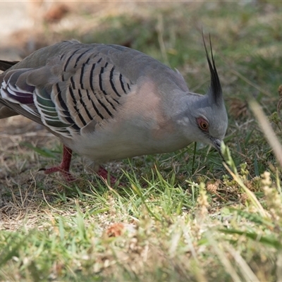 Ocyphaps lophotes (Crested Pigeon) at Yarralumla, ACT - 11 Nov 2025 by AlisonMilton