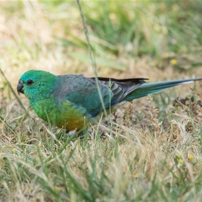 Psephotus haematonotus (Red-rumped Parrot) at Yarralumla, ACT - 11 Nov 2025 by AlisonMilton