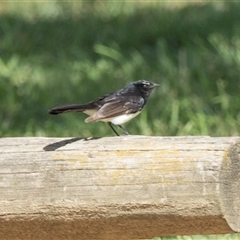 Rhipidura leucophrys at Yarralumla, ACT - 11 Nov 2025 by AlisonMilton