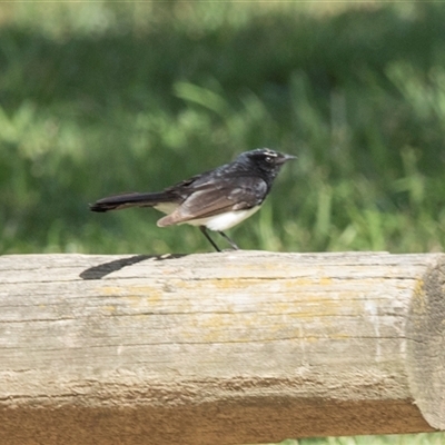 Rhipidura leucophrys at Yarralumla, ACT - 11 Nov 2025 by AlisonMilton