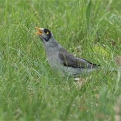 Manorina melanocephala (Noisy Miner) at Yarralumla, ACT - 11 Nov 2025 by AlisonMilton