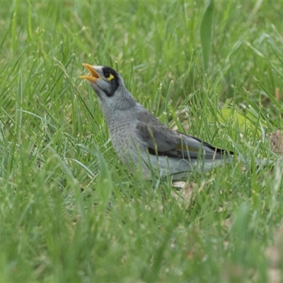 Manorina melanocephala (Noisy Miner) at Yarralumla, ACT - 11 Nov 2025 by AlisonMilton