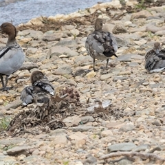 Chenonetta jubata by AlisonMilton