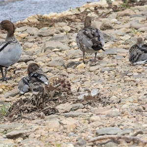 Chenonetta jubata by AlisonMilton