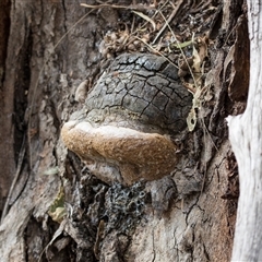 Phellinus sp. at Yarralumla, ACT - 11 Nov 2025 by AlisonMilton