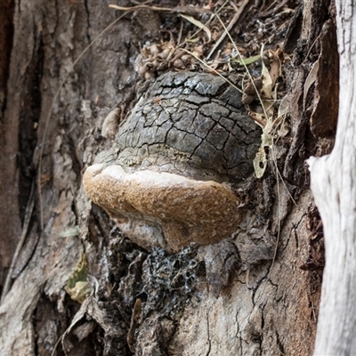 Phellinus sp. at Yarralumla, ACT - 11 Nov 2025 by AlisonMilton