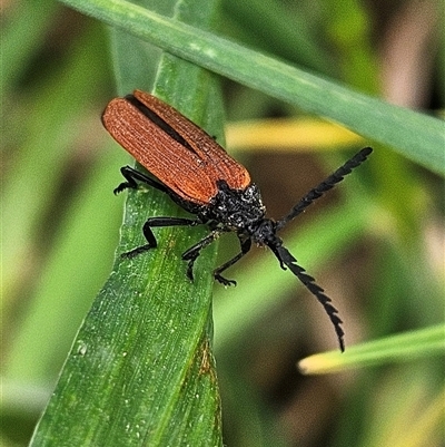 Porrostoma rhipidium (Long-nosed Lycid (Net-winged) beetle) at Braidwood, NSW - 15 Nov 2025 by MatthewFrawley