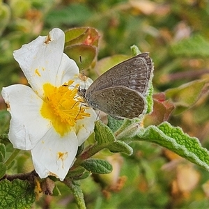 Zizina otis (Common Grass-Blue) at Braidwood, NSW - Yesterday by MatthewFrawley