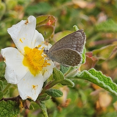 Zizina otis (Common Grass-Blue) at Braidwood, NSW - 15 Nov 2025 by MatthewFrawley