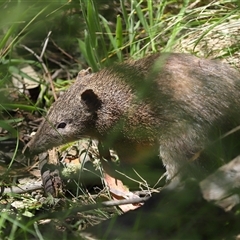 Isoodon obesulus obesulus at Paddys River, ACT - 12 Nov 2025 by TimL