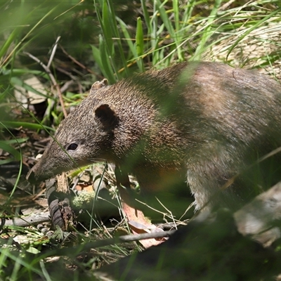 Isoodon obesulus obesulus at Paddys River, ACT - 12 Nov 2025 by TimL