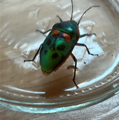 Scutiphora pedicellata (Metallic Jewel Bug) at Moss Vale, NSW - 15 Nov 2025 by EvelynGardener