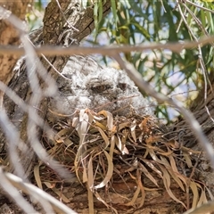 Podargus strigoides (Tawny Frogmouth) by AlisonMilton